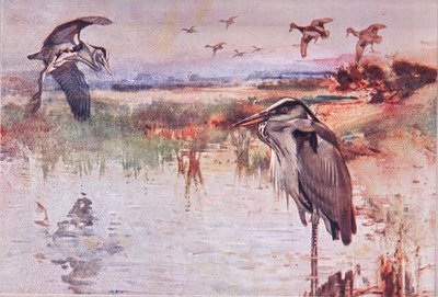 The Heron, kuvitus Wild Nature & Country Lifesta, julkaisija Hodder & Stoughton, n. 1910 tekijältä Frank Southgate