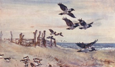 Wild Life in East Anglia: Syksyn maahanmuuttajat, huppuvarikset ja lumikellertäjät (väriliitossa). tekijältä Frank Southgate