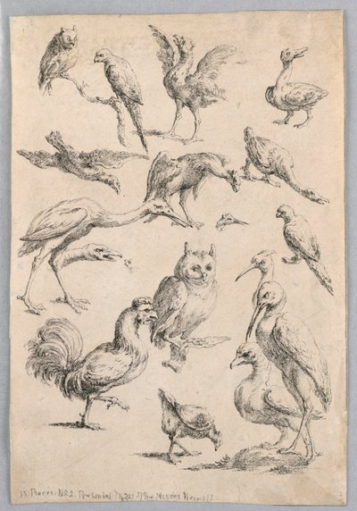 Lintuvalikoima, "Kokoelma erilaisia ​​eläintutkimuksia..." tekijältä Frans Snyders