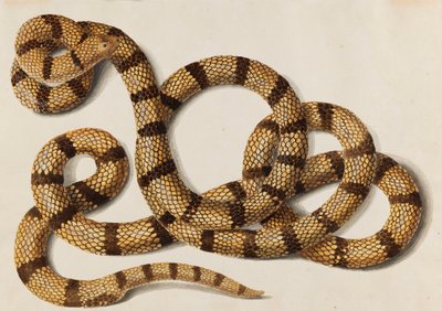 Snake, 1770-1780-luvut. tekijältä Franz Anton von Scheidel