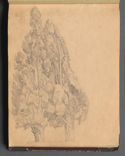 Albumi näkymistä Roomaan ja ympäristöön, Maisematutkimukset, sivu 13a: Puut. tekijältä Franz Johann Heinrich Nadorp