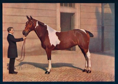 Zeiss Tessar -objektiivilla otettu valokuva hevosesta, c1908 tekijältä Franz Kuhn