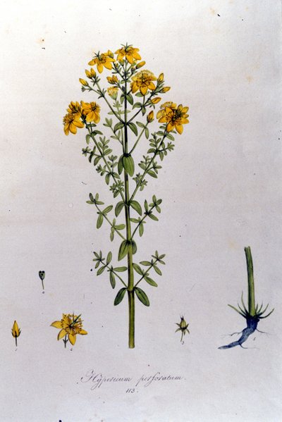 Hypericum tai mäkikuisma (mäkikuisma) F. De Paola De Schrankin teoksesta "Flora Monacensis". München 1816 tekijältä Franz Schrank