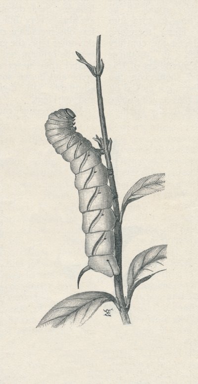 "Full-Grown Caterpillar of the Privet Hawk-Moth, Likely Occupied", c1900, 1910 tekijältä Fred Enock