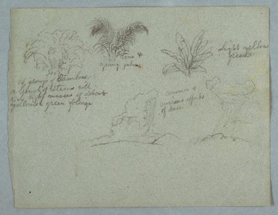 Piirros, bambuja, viiniköynnös ja nuori palmu, kasvi, ja kaksi kohtausta pilvistä putoavasta sateesta harjanteiden yllä, Rio Magdalena, Kolumbia, 1853, luultavasti toukokuu. tekijältä Frederic Edwin Church