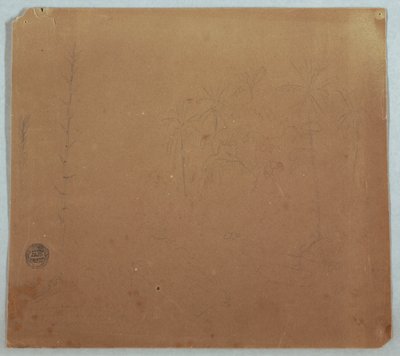 Piirustus, kasvitieteellisiä luonnoksia, mahdollisesti bambuja, palmuja ja pensaita, Ecuador tai Kolumbia, 1853 tai 1857. tekijältä Frederic Edwin Church
