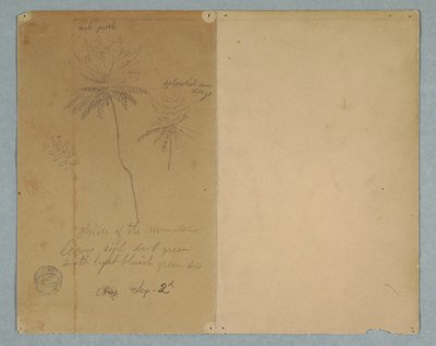 Piirustus, Kasvitieteellisiä luonnoksia: oksa, puu ja puun latva, Etelä-Amerikka, 2. syyskuuta 1853. tekijältä Frederic Edwin Church