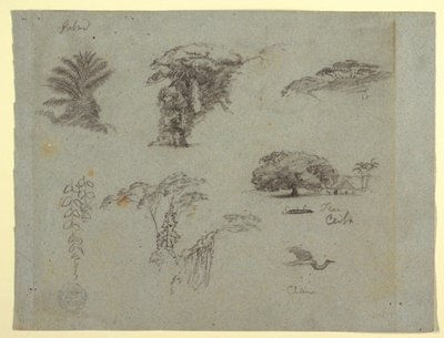 Piirros, Kasvitieteellisiä luonnoksia Etelä-Amerikasta: palmu, puuryhmiä, riippuvia oksia, iso puu talon vieressä ja lentävä kurki., 1853, luultavasti toukokuu. tekijältä Frederic Edwin Church