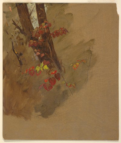 Piirustus, kasvitieteellisiä tutkimuksia, 1860-70 tekijältä Frederic Edwin Church
