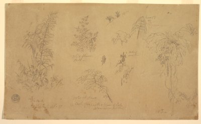 Piirustus, Kasvitieteellisiä luonnoksia, "Jorjen lähellä", 23. heinäkuuta 1857. tekijältä Frederic Edwin Church
