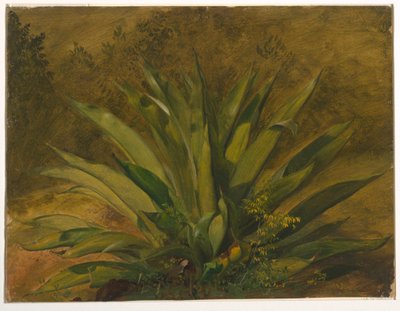 Piirustus, kasvitieteellinen tutkimus, 1865-66 tekijältä Frederic Edwin Church