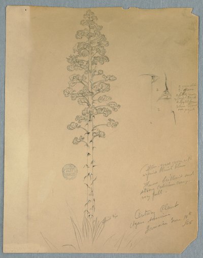 Piirros, Century Plant, Agave Americana, Jamaika, 14. kesäkuuta 1865. tekijältä Frederic Edwin Church