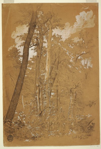 Piirustus, kastanjapuita Goat Islandilla, Niagara -joella, New York, elokuu 1858 tekijältä Frederic Edwin Church