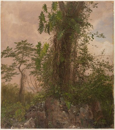 Piirros, Viikunapuu ja villi filodendroni, 1865 tekijältä Frederic Edwin Church