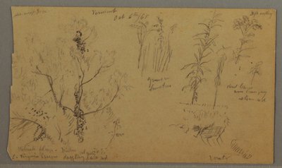 Piirustus, Flora Studies, 6. lokakuuta 1865. tekijältä Frederic Edwin Church