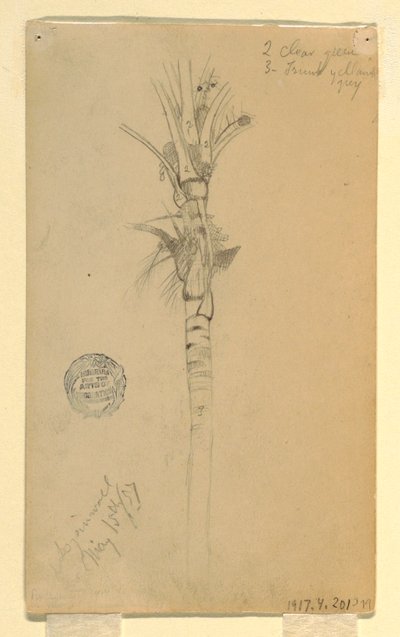 Piirros, palmun lehdet ja varsi, Aspinwall, Panama, 15. toukokuuta 1857. tekijältä Frederic Edwin Church