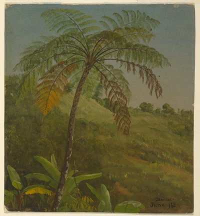 Piirros, Palmu, Jamaika, kesäkuu 1865 tekijältä Frederic Edwin Church