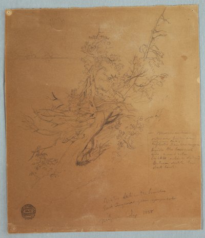 Piirros, Järeä puu Kanadan pankin luona Niagaran putousten alapuolella, syyskuu 1856. tekijältä Frederic Edwin Church