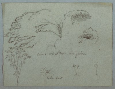 Piirustus, Tutkimuksia Rio Magdalenan vesistöstä, Kolumbia:  Puiden latvoja, lentävä valkoinen lintu, köynnöksiä ja kolme kukkivaa kasvia, 1853, luultavasti toukokuu. tekijältä Frederic Edwin Church