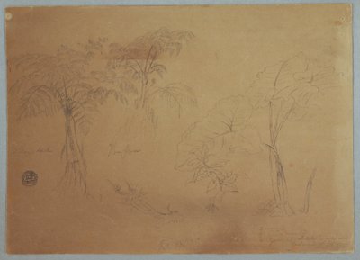 Piirros, Tutkimus kahdesta puusta ja kolmesta kasvista, lähellä Jorjea, Ecuador, 23. heinäkuuta 1857. tekijältä Frederic Edwin Church