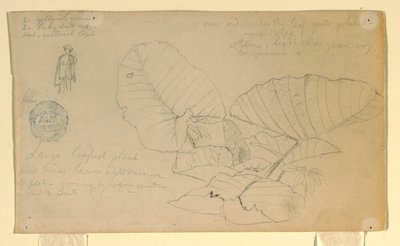 Piirustus, Miehen tutkimus; Tutkimus, mahdollisesti kesäkuu 1857. tekijältä Frederic Edwin Church