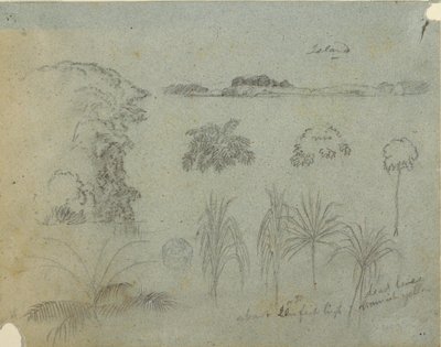 Piirros, Tutkimus, jossa on puiden latvoja, puita, viisi kasvimallia ja kaukainen saari, n. 1852-53. tekijältä Frederic Edwin Church