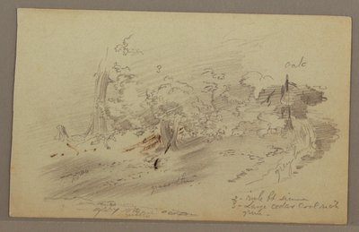 Piirros, Puut, mahdollisesti 1860-luku tekijältä Frederic Edwin Church