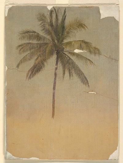Piirros, Palmun runko ja latva, 1865 tekijältä Frederic Edwin Church