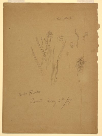 Piirustus, Vesikasvit, Rooma Italia tekijältä Frederic Edwin Church
