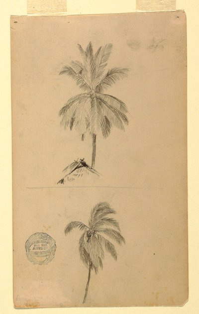 Piirustukset. Kaksi luonnosta. Palmut. tekijältä Frederic Edwin Church