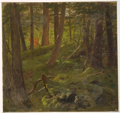 Metsä Jamaikalla tekijältä Frederic Edwin Church