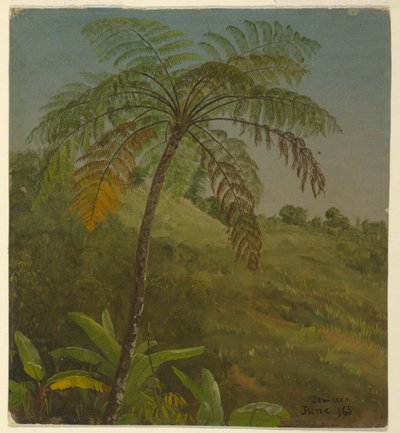 Palmu, Jamaika tekijältä Frederic Edwin Church