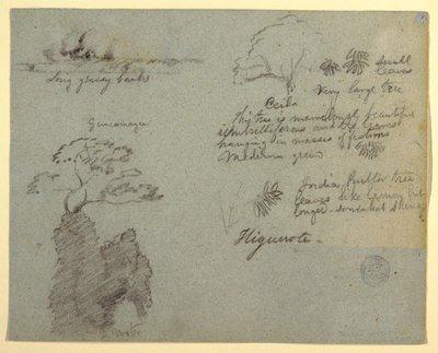 aJoenranta ja kasvitieteelliset luonnokset Higuerotesta, Ecuadorista tekijältä Frederic Edwin Church