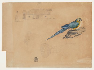 Guacamaya, Bogota, Kolumbia tekijältä Frederic Edwin Church