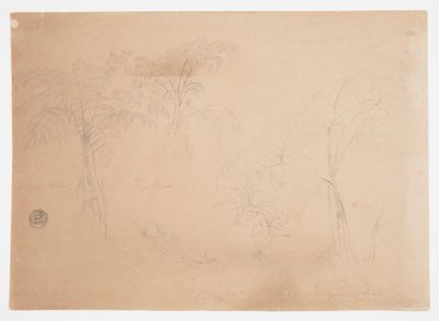 Tutkimus kahdesta puusta ja kolmesta kasvista lähellä Jorjea, Ecuador tekijältä Frederic Edwin Church