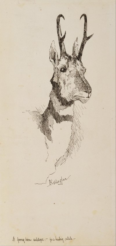 Pronghorn-antilooppi tekijältä Frederic Remington