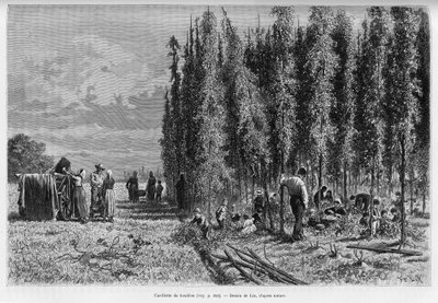 Humalan poiminta. Lixin kaiverrus havainnollistamaan tarinaa A Through Alsacen ja Lorraine, vuonna 1887, Charles Grad, saksalainen edustaja, tour du monde 1888, ohjaaja Edouard Charton (1807-1890), Hachette, Paris. tekijältä Frederic Theodore Lix