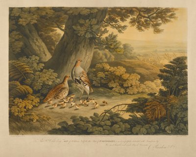 Partridget (värikaiverrus) tekijältä Frederick Christian Lewis