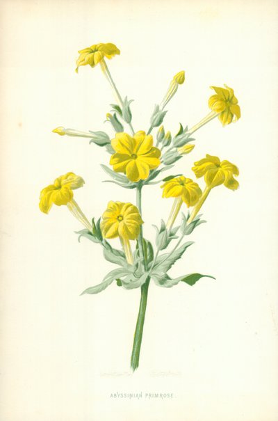 Abessinian esikko tekijältä Frederick Edward Hulme
