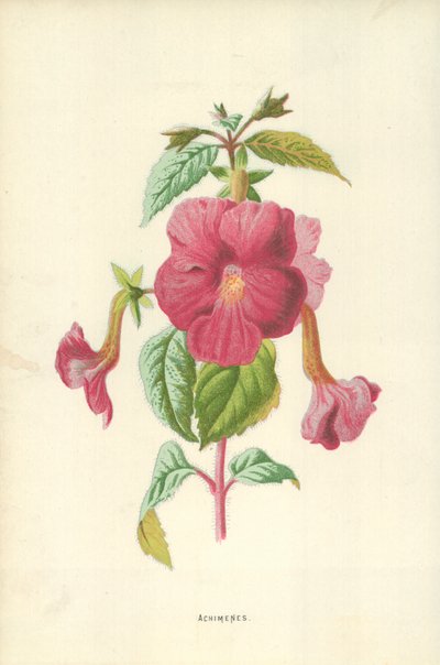 Achimenes tekijältä Frederick Edward Hulme