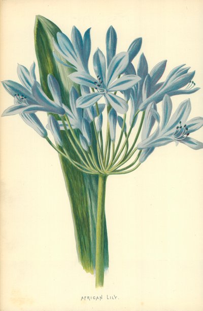 Afrikkalainen lilja tekijältä Frederick Edward Hulme