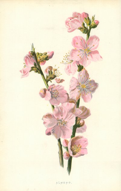 Manteli tekijältä Frederick Edward Hulme