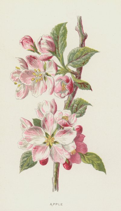 Apple (chromolitho) tekijältä Frederick Edward Hulme