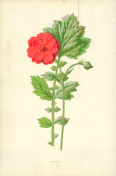Avens tekijältä Frederick Edward Hulme