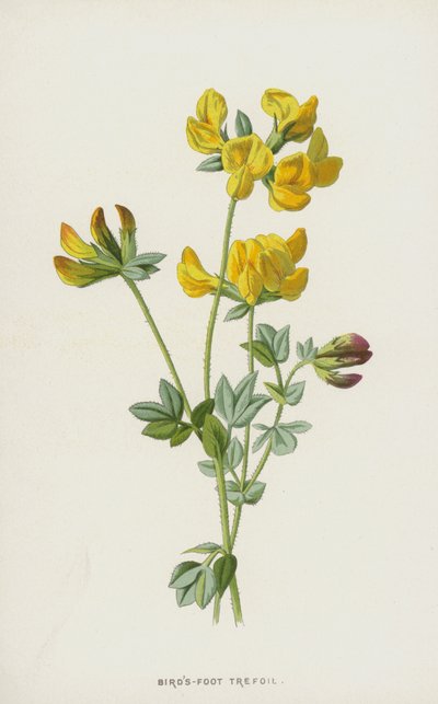 Birds-Foot Trefoil (chromolitho) tekijältä Frederick Edward Hulme
