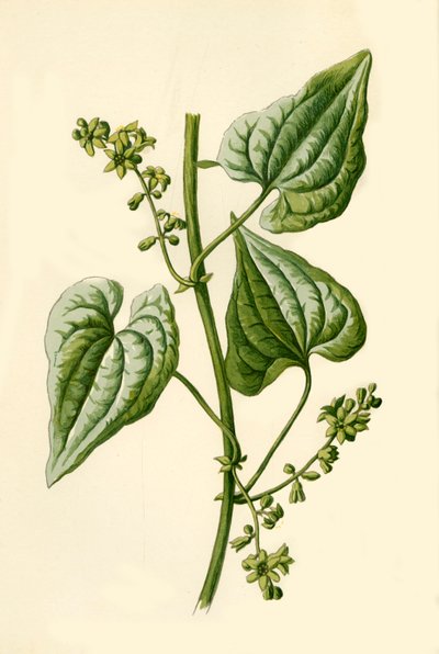 Black Bryony, 1877. tekijältä Frederick Edward Hulme
