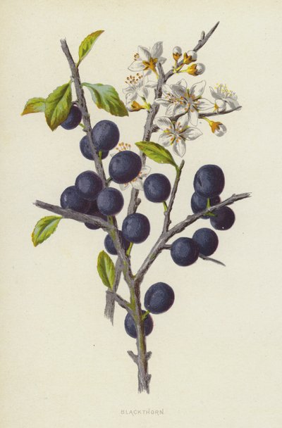 Blackthorn (chromolitho) tekijältä Frederick Edward Hulme