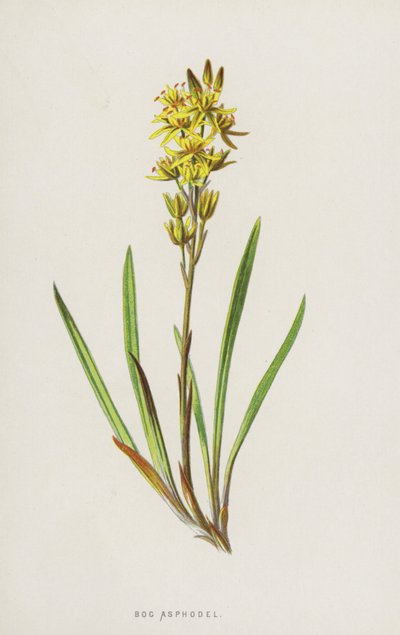 Suon asfodel (chromolitho) tekijältä Frederick Edward Hulme