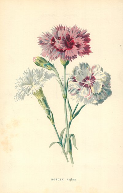 Reunus vaaleanpunaiset tekijältä Frederick Edward Hulme
