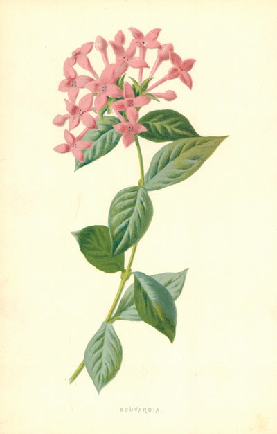 Bouvardia tekijältä Frederick Edward Hulme